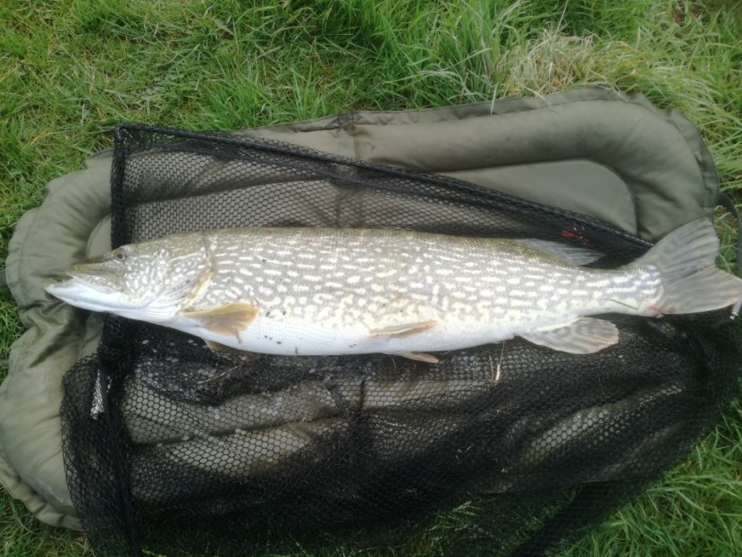 20 pounds plus pike in beautiful condition - PC from Bristol, Sugwas Court